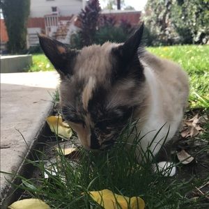 Meet your Posher, Sydney